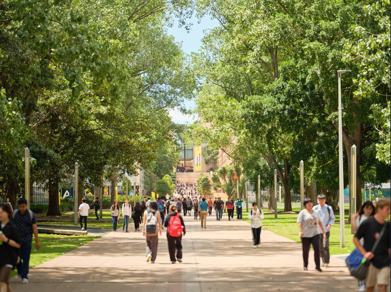 A large walkway surrounded by trees