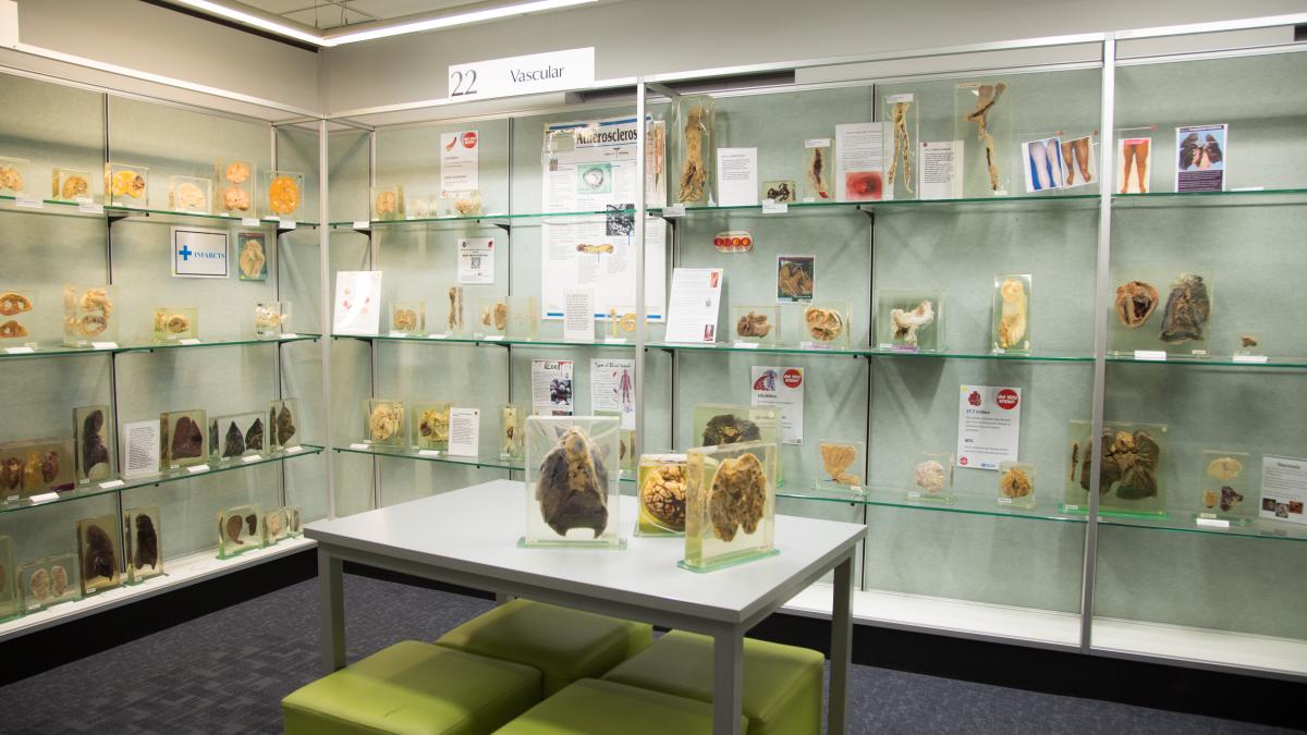 An interior view of the Museum of Human Disease showing specimens on shelves