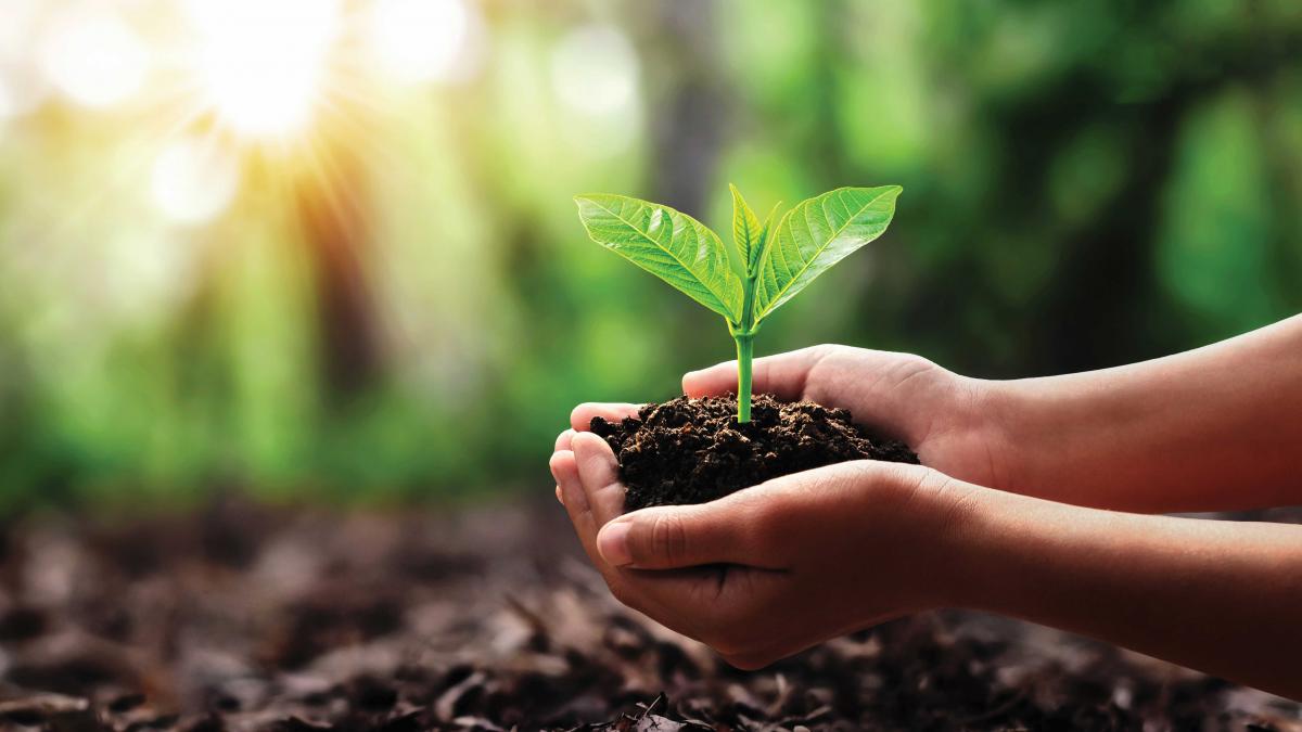 photo of a hand holding soil and seedling with the sun behind