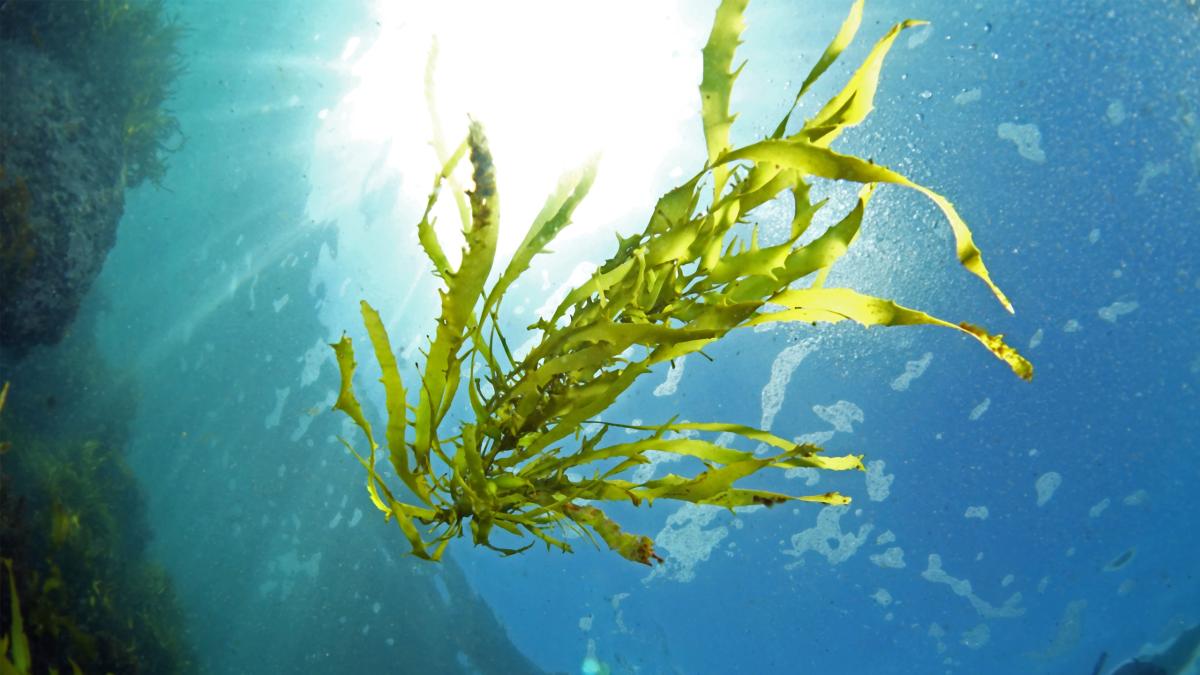 Underwater photo of seaweed floating in the clear blue ocean
