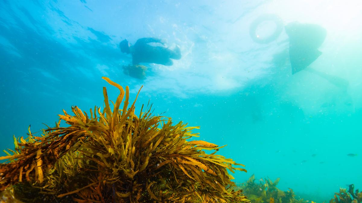 Underwater photo of a driver carrying seaweed in the clear blue ocean