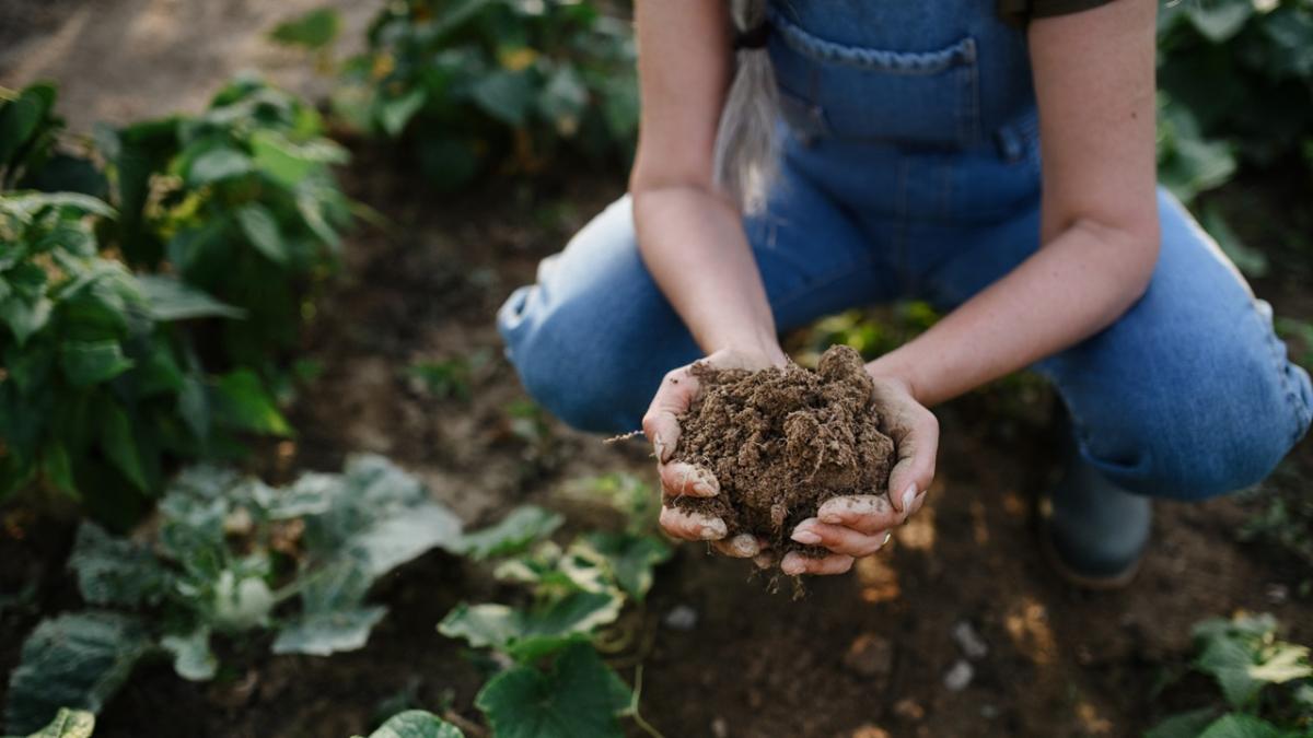 A person holding soil in their hands