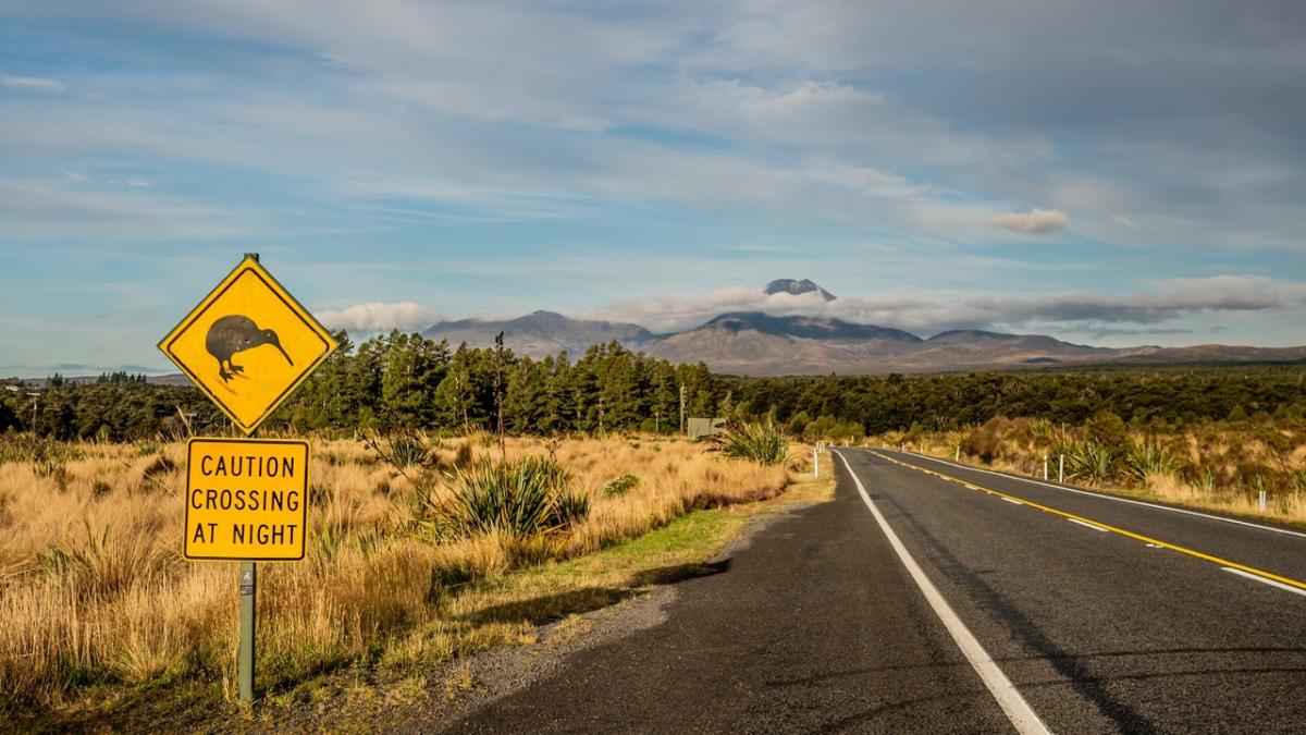 An empty road in Aotearoa with a yellow road sign that says, 'Caution Kiwi crossing at night'