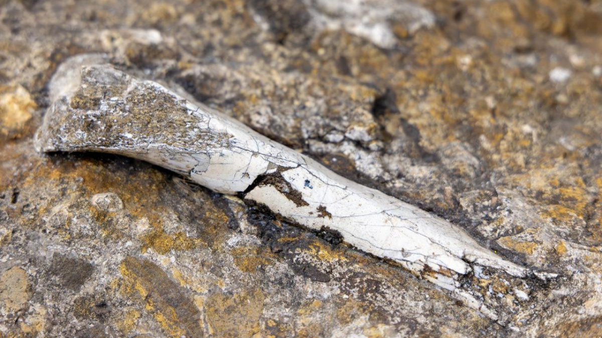A bone like object protruding from a yellowish, grey rock surface.
