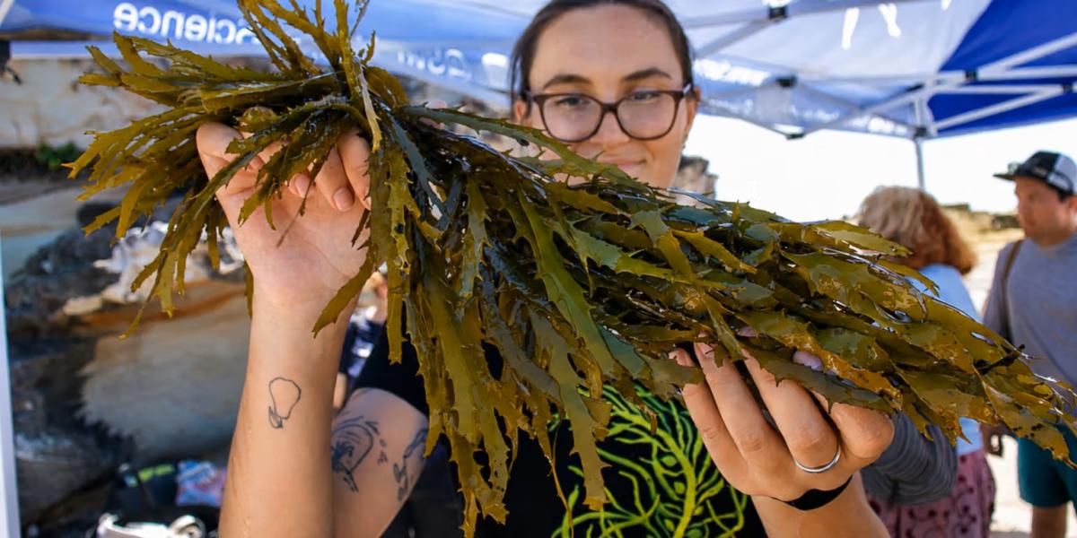 A mid-shot of a person wearing glasses holds up a large dark green piece of crayweed 